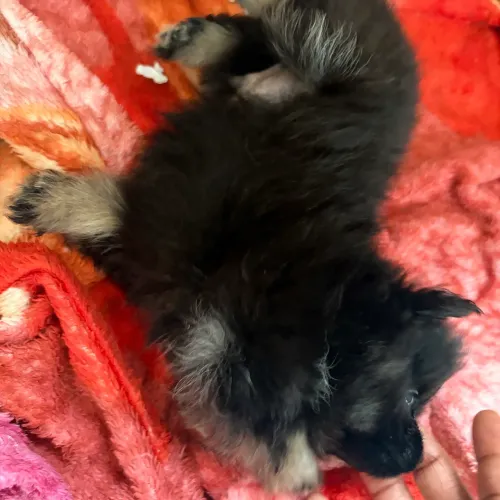 Preciso de um pedigree de macho Lulu da pomerania 