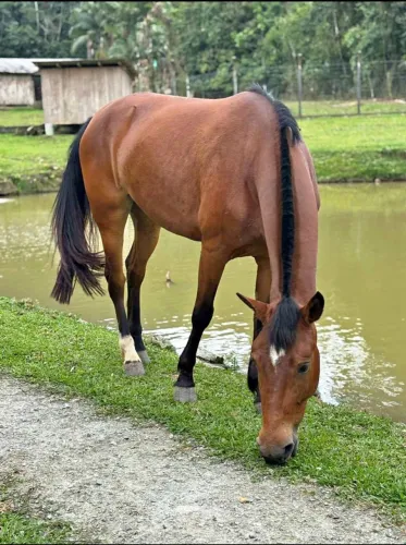 Égua para doação.