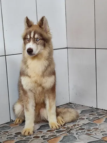 Husky siberiano macho 4 meses com pedigree e vacinas importadas