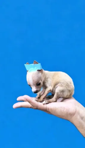 Filhotinhos com entrega garantida 