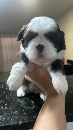 Fêmea shihtzu