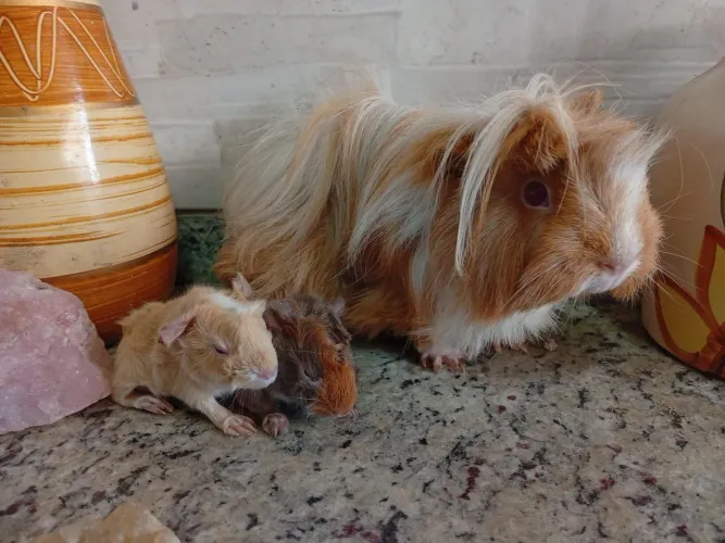 Porquinho da índia filhote