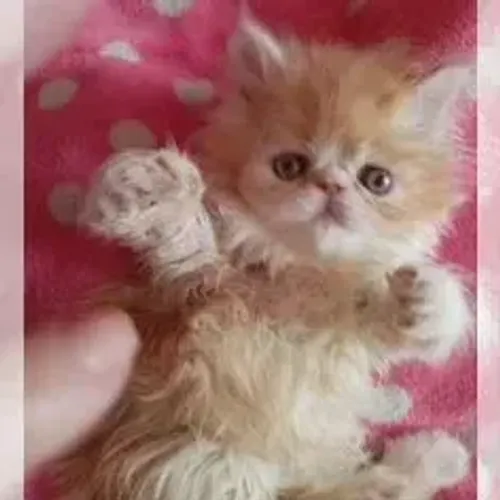 Gato Persa Charmoso