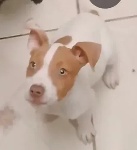 Vendo Pit Monster fêmea filhote com pedigree e primeira dose da vacina v 10