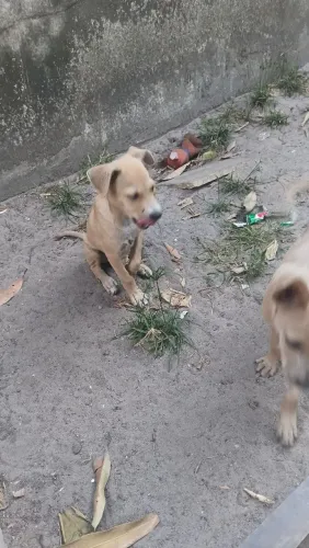 Doação de filhotes de cachorro vira-latas caramelos
