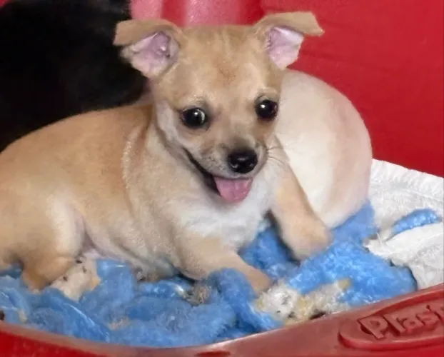 Chihuahua macho