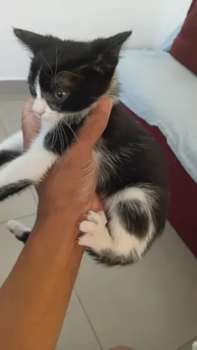 Estou doação de gato 2 meses 