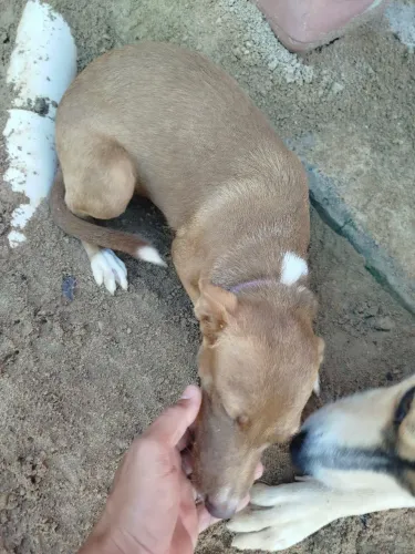 Filhote de cachorro fêmea 