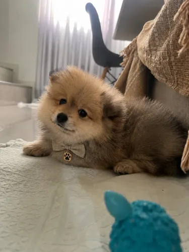 Lulu da Pomerania Spitiz Alemão Cachorro filhote 