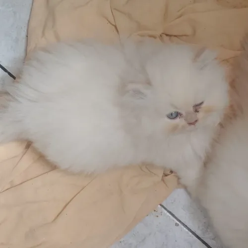 Gata persa 