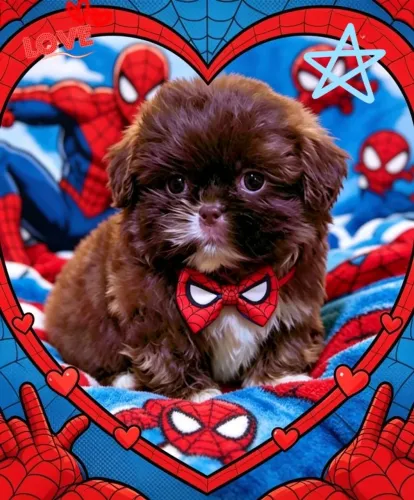 ** Filhote Macho de Shih Tzu Chocolate de Linhagem Campeã!**