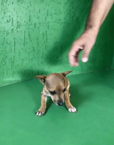 Pinscher lindo