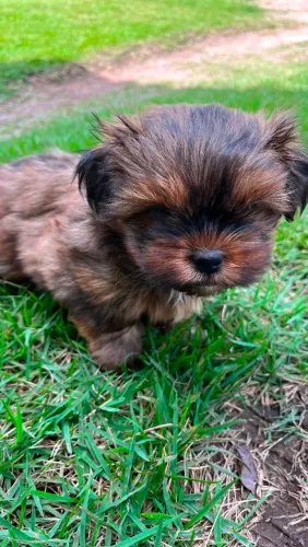 Venda Shih Tzu Fêmea 