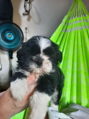 Shitzu filhote lindo macho