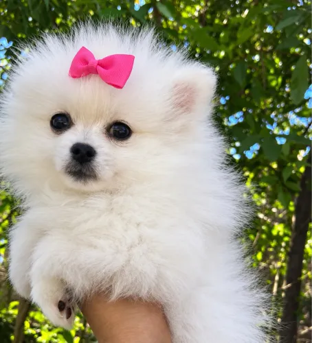 Luluzinha linda