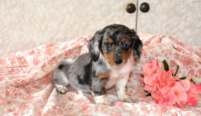 Dachshund,Dachshund Filhote Selecionado Alta Procedência