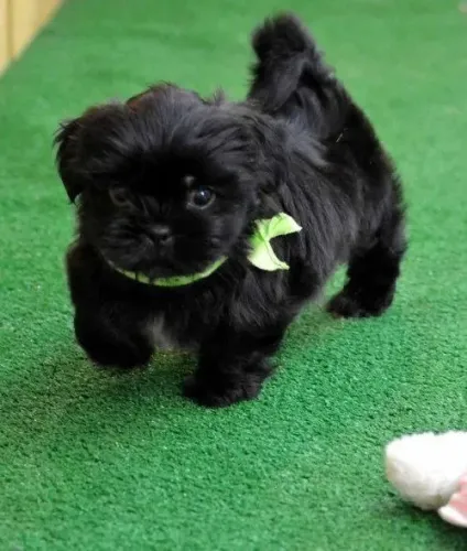 Filhotes de Shih Tzu | Filhotes que brilham de alegria.