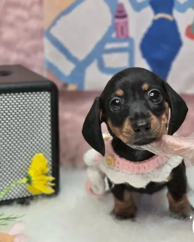 Neném dachshund/teckel/basset/salsicha/cofap saudável e linhagem dócil