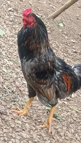 Galo