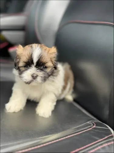 Lhasa Apso,Lhasa Apso Filhote Estrutura Perfeita Disponível