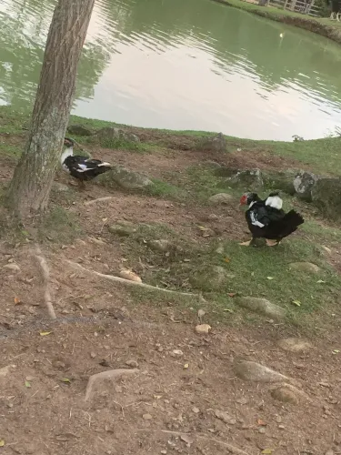 Vendo pato barato e novo