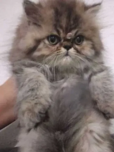 Gato Persa lindos filhotinhos com padrão especial