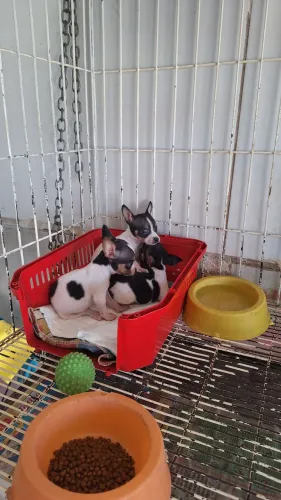 Pinsher n,0 e mini temas fêmeas e machos aptir d 800 a 2500 passo cartão parcele 10 vz