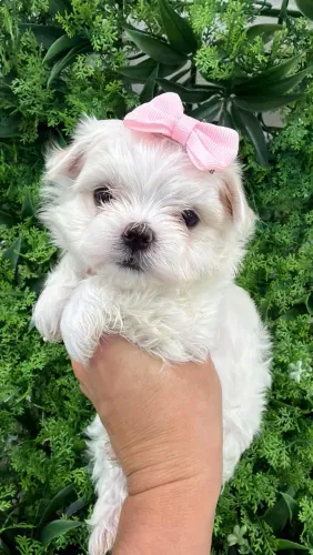 Maltês mocinha. Parece de Pelúcia!