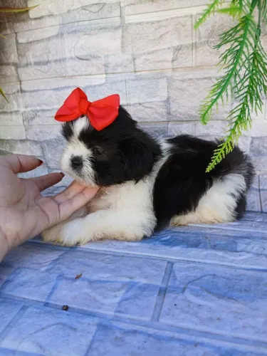 Shitzu fêmea pandinha lindíssima