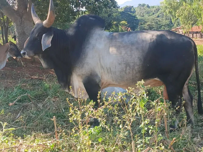 Touro Guzera leiteiro