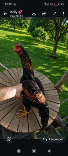 Vende frango indio