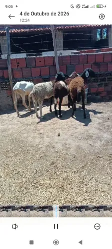 Carneiro