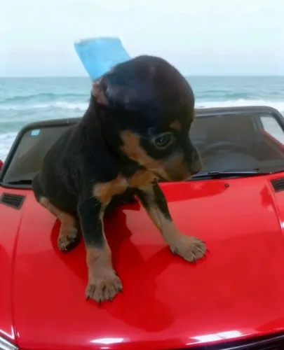 Pinscher Zero Filhote Criado em Casa