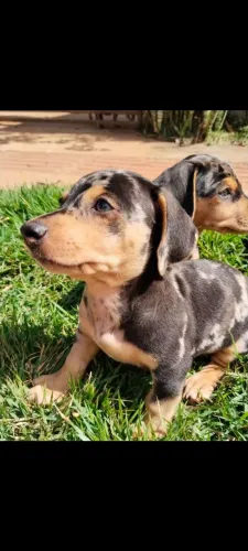 Filhotes Dachshund Alerquim