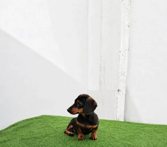 Filhotes Dachshund Puro Salsicha Baixinhos Pelo Curto e Longo 12X