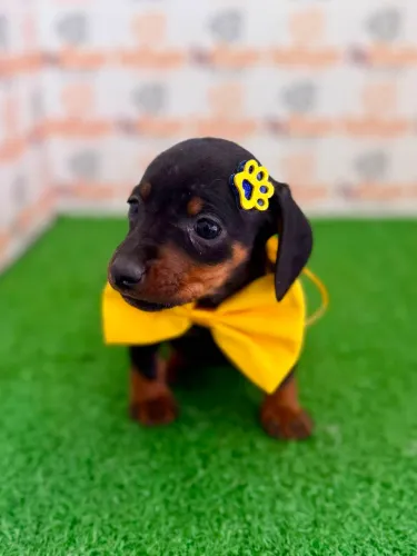 Teckel Macho