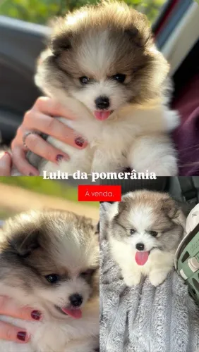 Filhote de lulu da Pomerânia