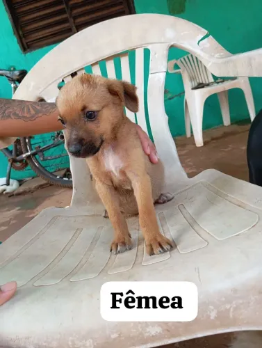 Cachorro