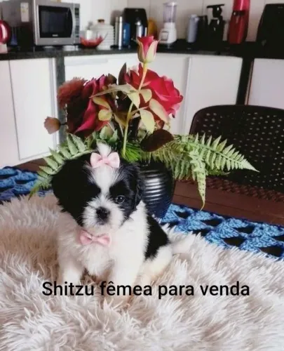Shitzu fêmea para venda linda e pequena