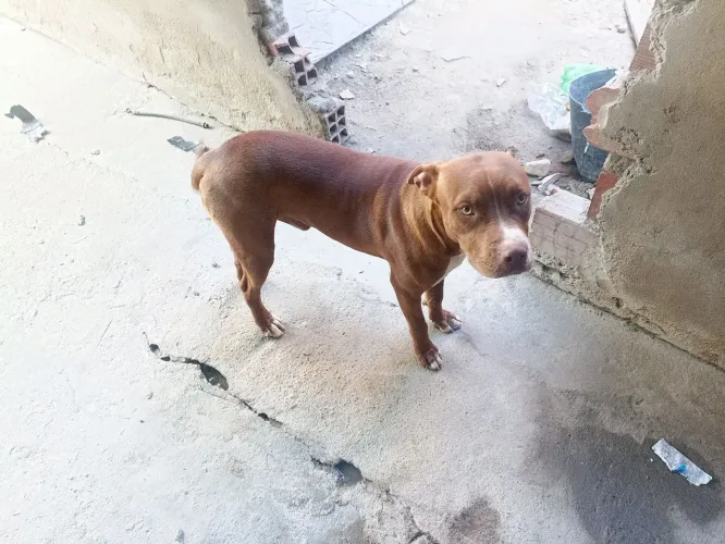 Cachorro