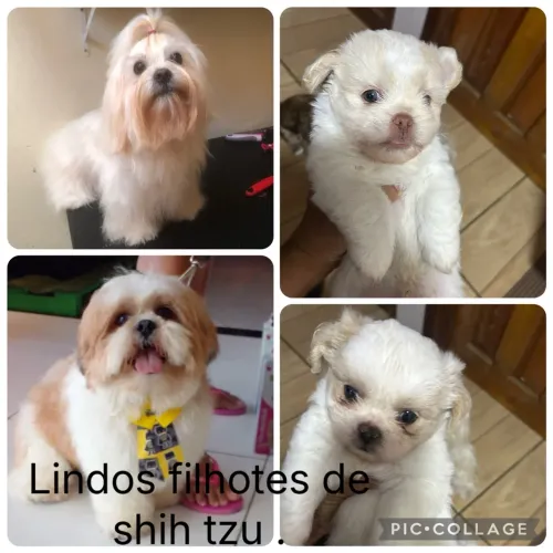 Filhote Shih Tzu