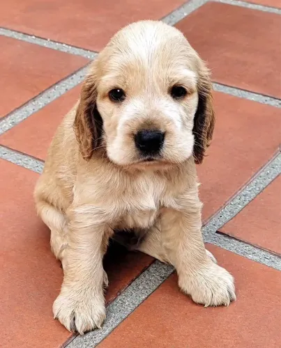 Filhotes de Cocker Spaniel Inglês 