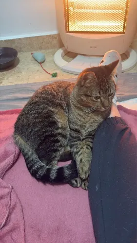 Gatinho 1 ano