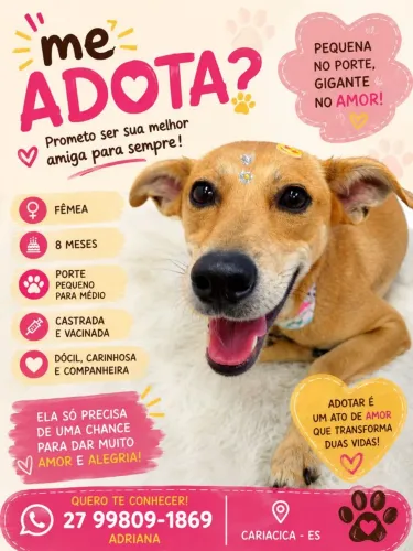 Cachorro para adoção