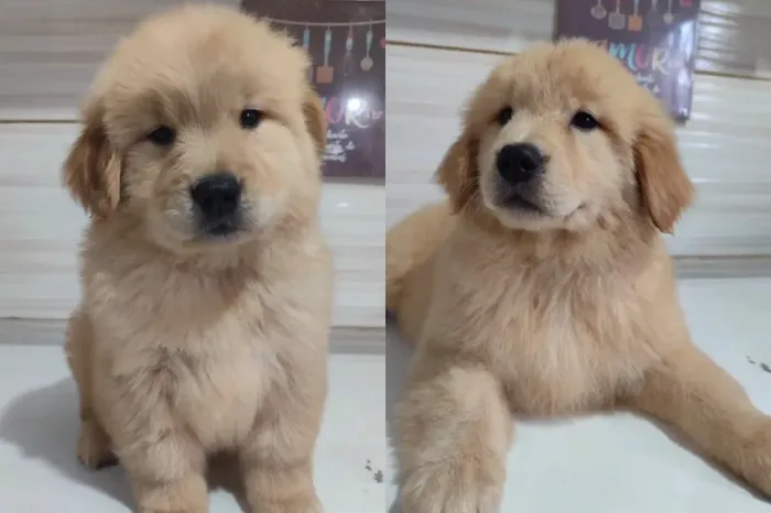Doando Filhotes Golden Retriever 