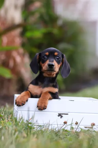 Dachshund: última chance de garantir seu companheiro