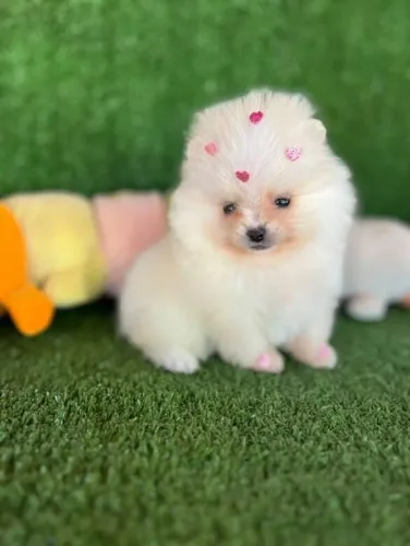 Lulu da pomerania anão ursinho