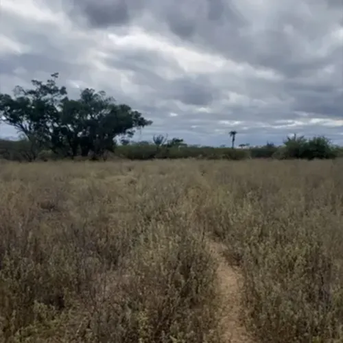 FAZENDA 177 HECTARES À VENDA - CAMPO FORMOSO (VÁRZEA DE DENTRO) - GEOREFERENCIADA