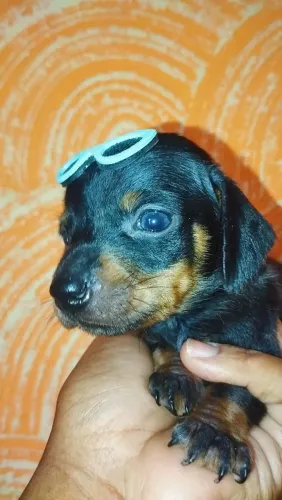 Filhote de Dachshund macho