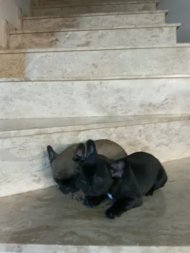 Fofuras de buldogue francês machos